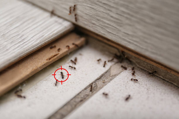 Pest Control for Restaurants in Panama City, FL